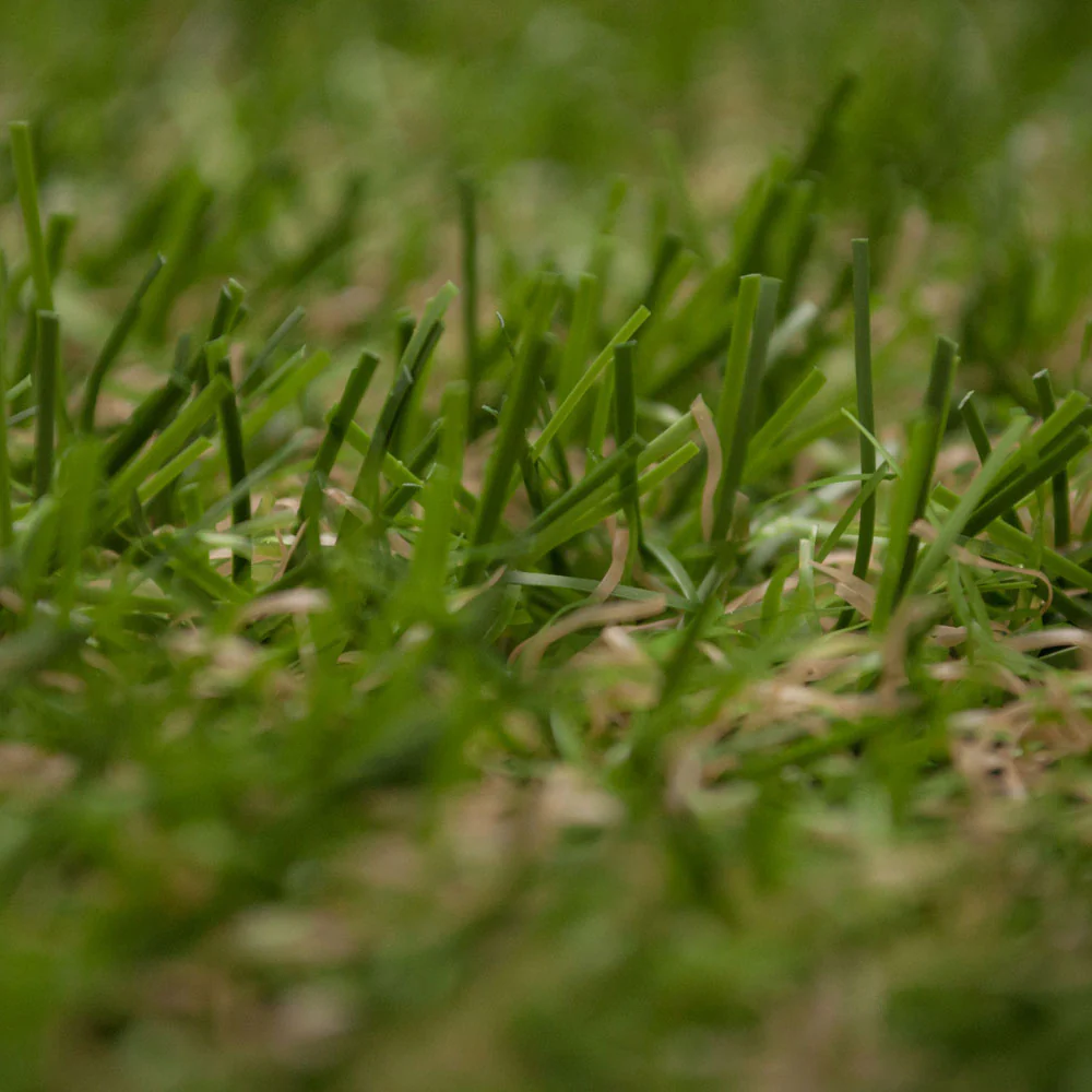 Aruba 15 Artificial Grass - Image 6