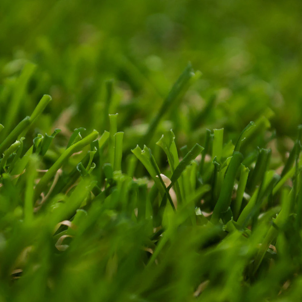 Evergreen 30mm Artificial Grass - Image 3