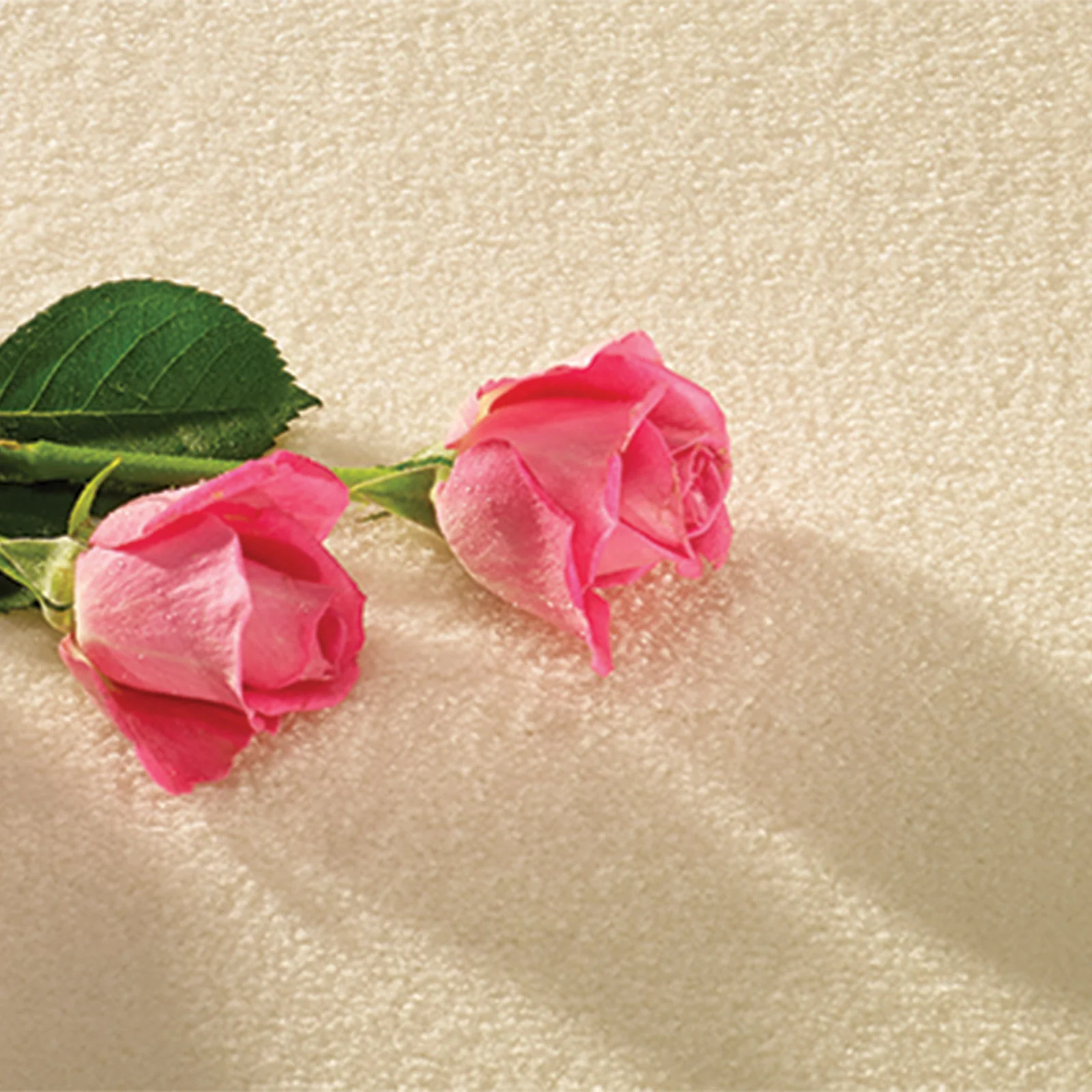 Luxury Touch Carpet